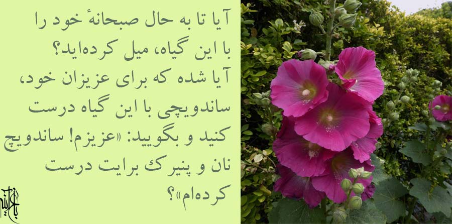 پنیرک